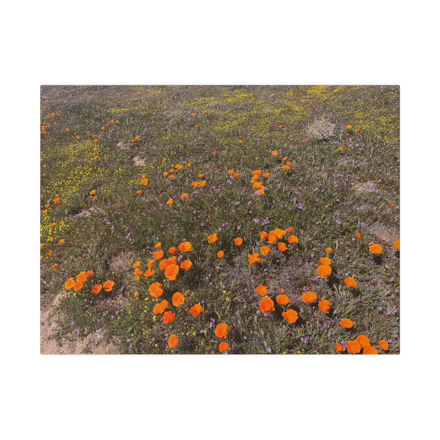Poppies #1 by Maleeh Molstad Matte Canvas, Stretched, 0.75"