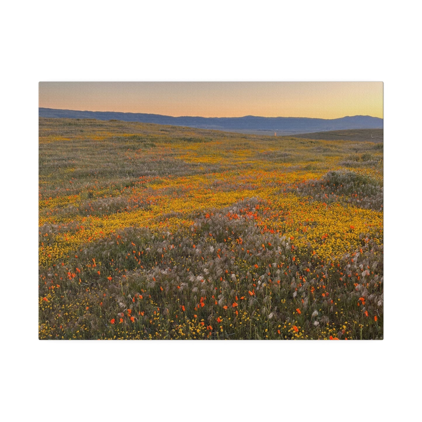 Poppies #4 by Maleeh Molstad Matte Canvas, Stretched, 0.75"