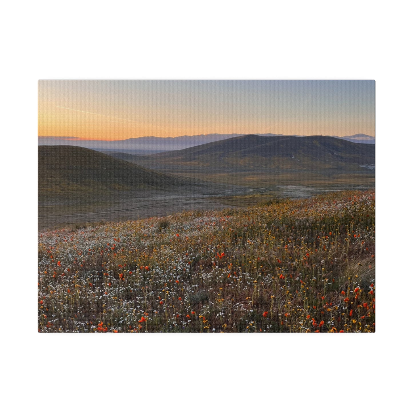 Poppies # 3 by Maleeh Molstad Matte Canvas, Stretched, 0.75"