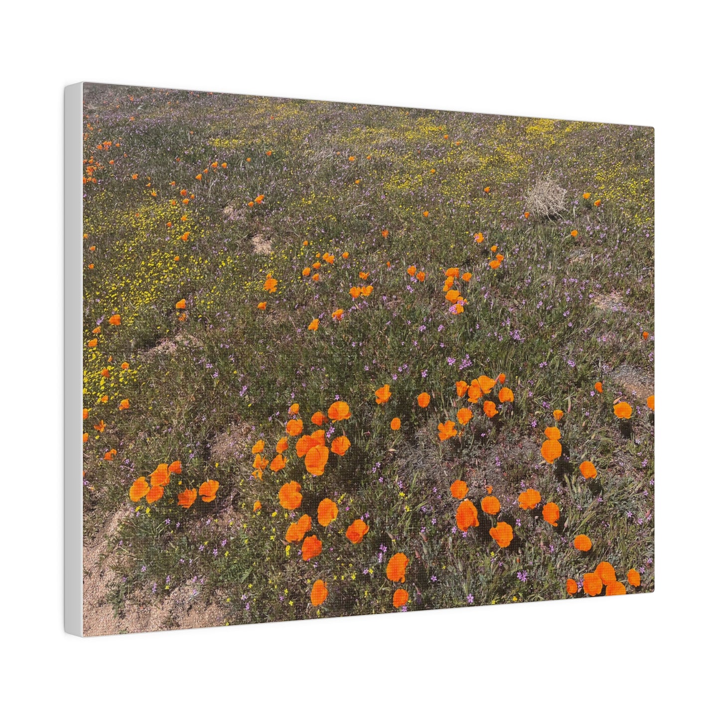 Poppies #1 by Maleeh Molstad Matte Canvas, Stretched, 0.75"