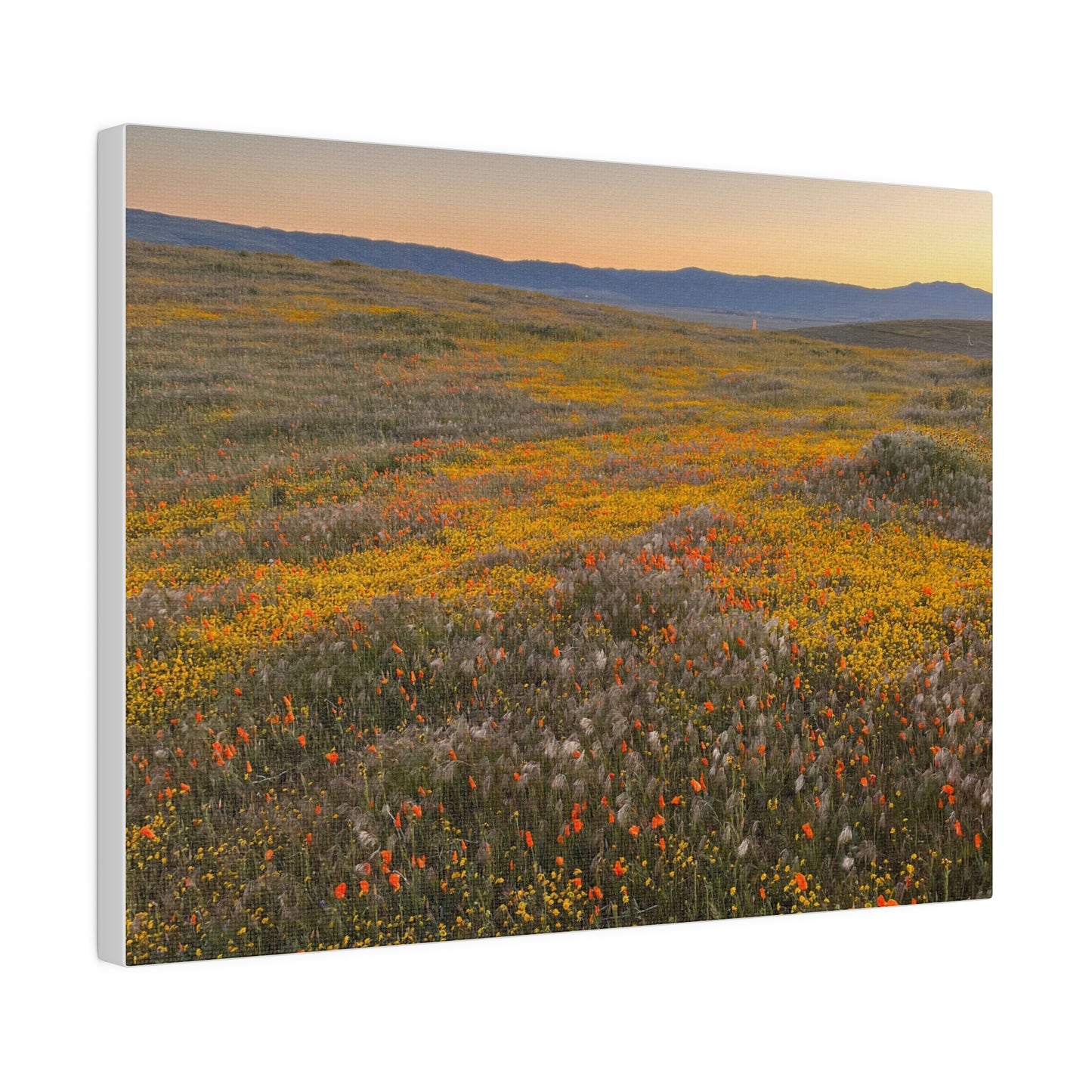 Poppies #4 by Maleeh Molstad Matte Canvas, Stretched, 0.75"