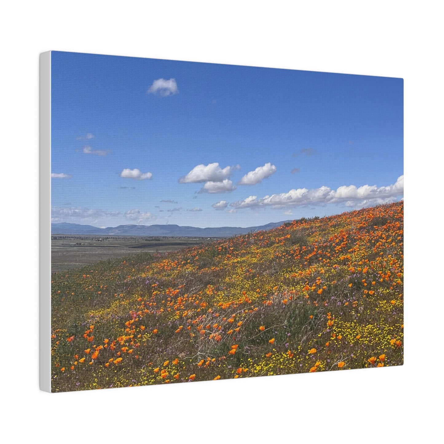 Poppies #2 by Maleeh Molstad Matte Canvas, Stretched, 0.75"